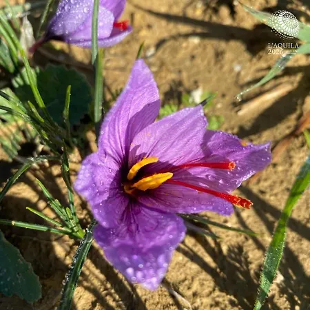 Residenza San Giorgio LʼAquila