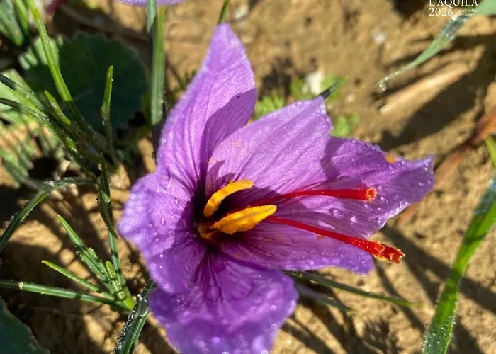 Residenza San Giorgio LʼAquila
